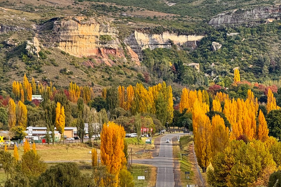 Autumn road lined with golden poplars